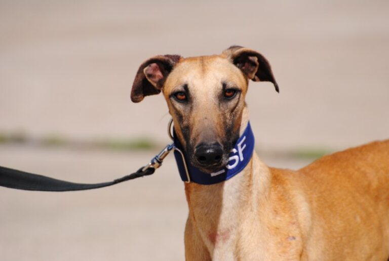 Lire la suite à propos de l’article Tairo ( M) FBM