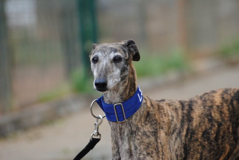 Lire la suite à propos de l’article Elma (F) / FBM