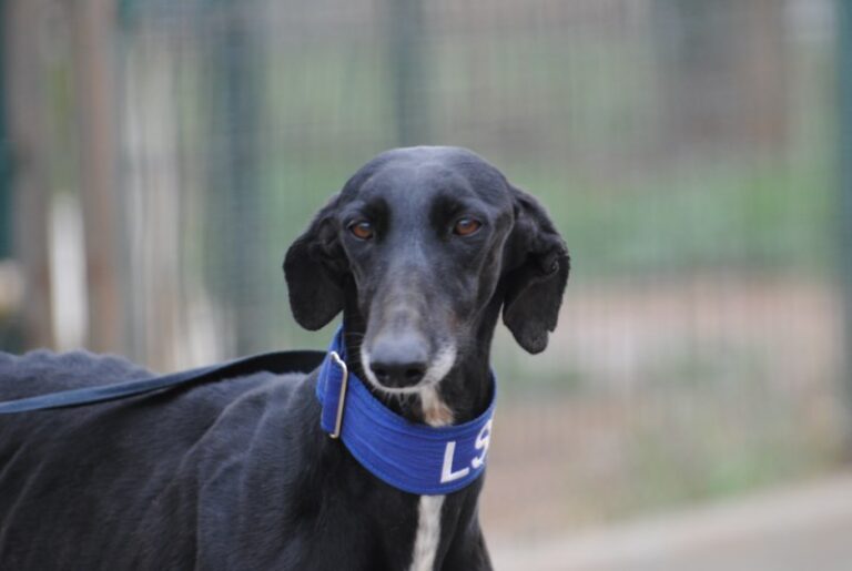 Lire la suite à propos de l’article Ninda (F)