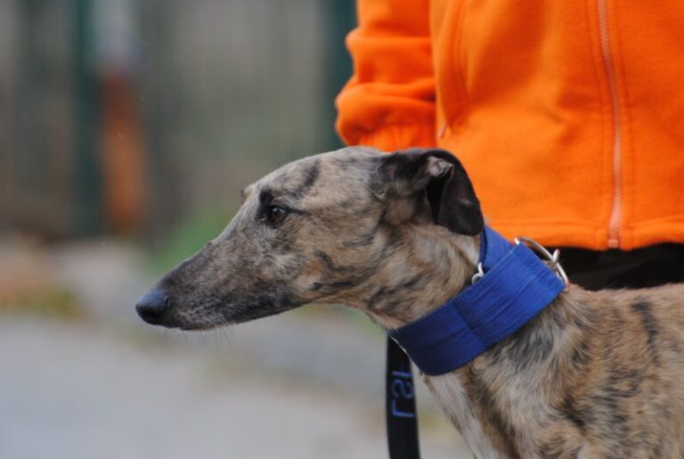 Lire la suite à propos de l’article Tunante (M) / FBM