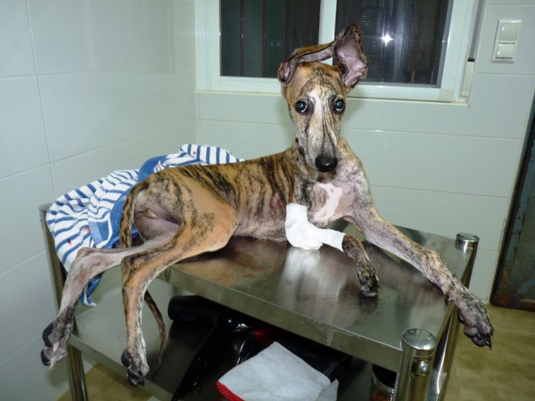 Lire la suite à propos de l’article Simba (M) / Chiot / Tobarra