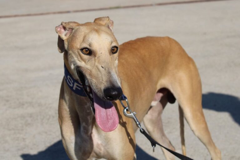 Lire la suite à propos de l’article Gino (M) / FBM