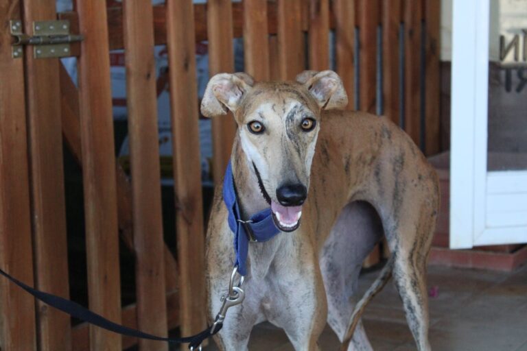 Lire la suite à propos de l’article Kaline (F) / FBM