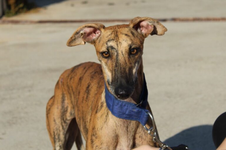 Lire la suite à propos de l’article Maritza (F) / FBM