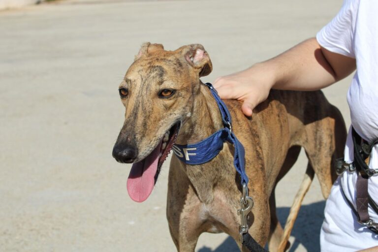 Lire la suite à propos de l’article Ornella (F) / FBM