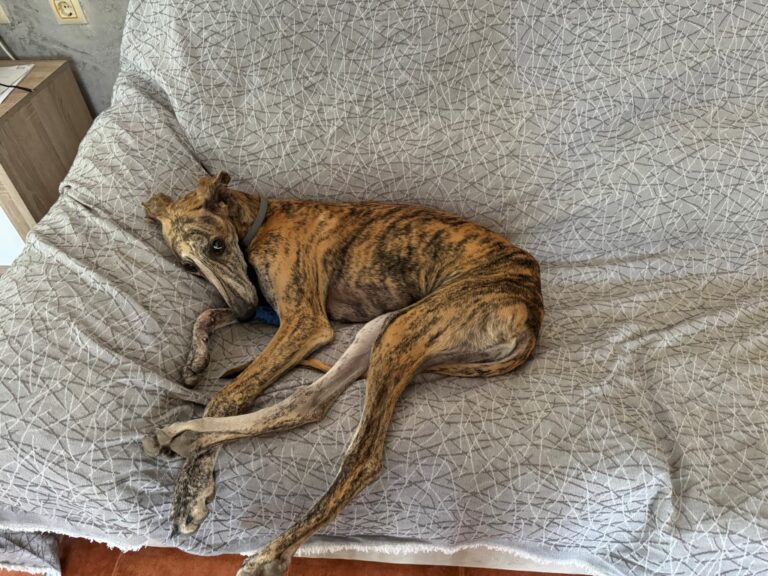 Lire la suite à propos de l’article Simba (M) Chiot / Tobarra