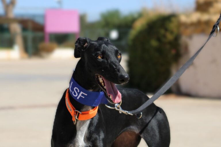 Lire la suite à propos de l’article Sol (F) / FBM