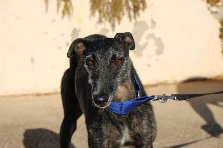 Lire la suite à propos de l’article Uzy (F) / FBM